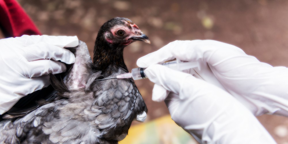 There Is More to This Current Bird Flu Panic Than Meets the Eye